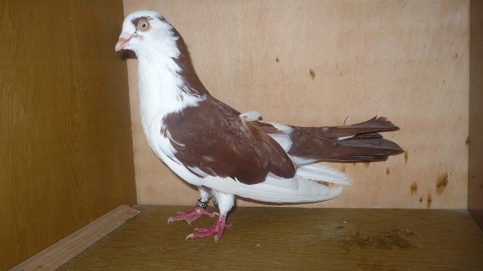 Dat in Brasov la Marius - D- Porumbei JUCATORI DE GALATI VANDUTI Album 1