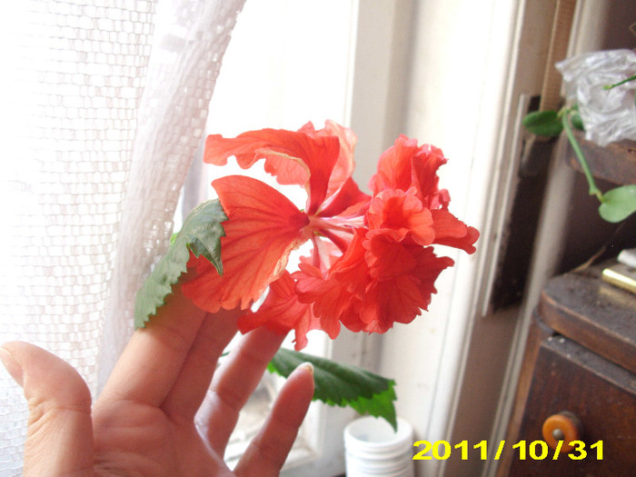 Picture 001