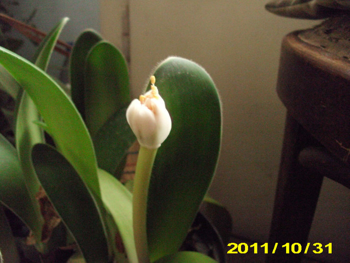 haemanthus
