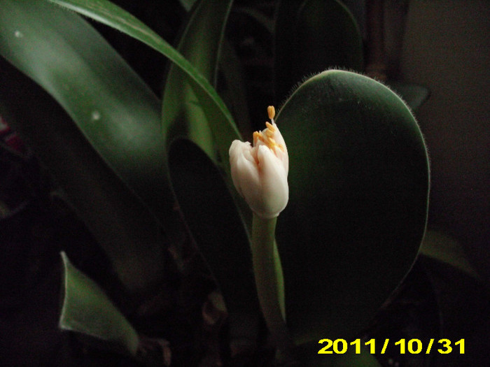 Picture 006