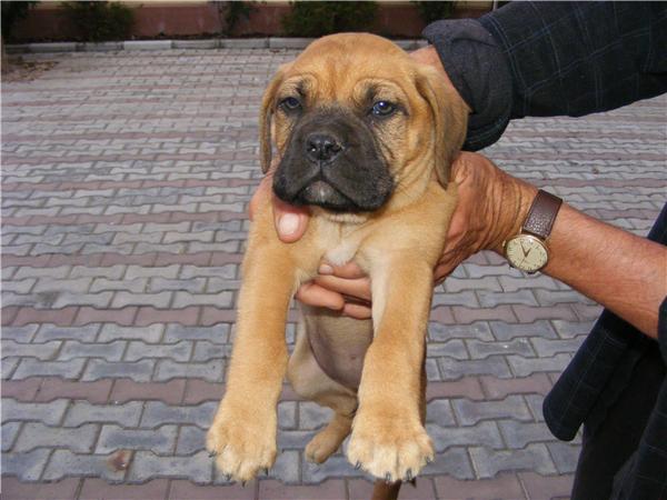  - 22 arad bullmastiff