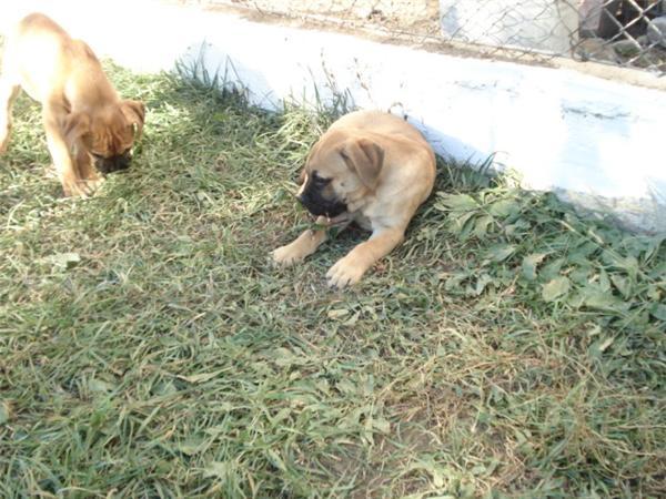  - 22 arad bullmastiff