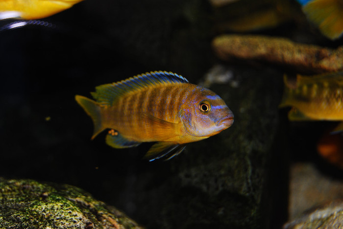 Pseudotropheus saulosi; Mascul subdominant
