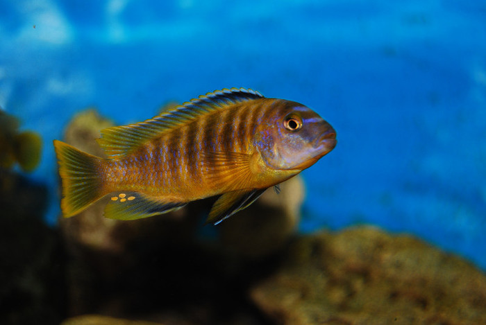 Pseudotropheus saulosi; Mascul subdominant
