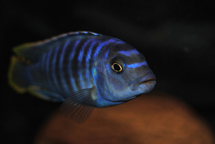 Pseudotropheus saulosi; Mascul dominant
