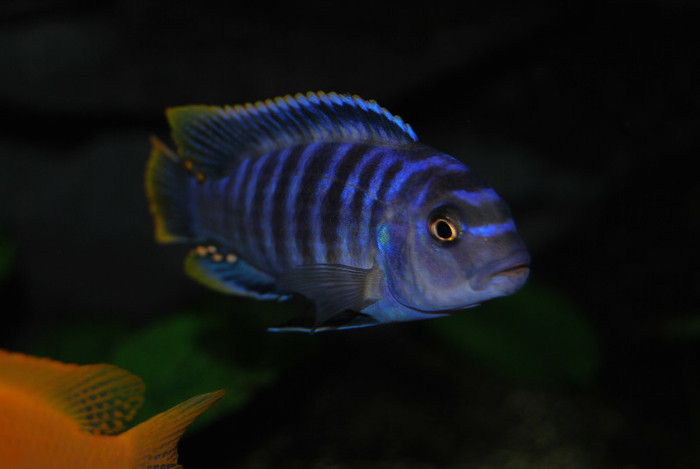 Pseudotropheus saulosi; Mascul dominant
