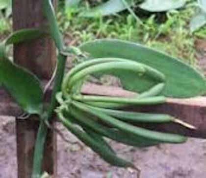 vanilla pastai de vanilie - vanilla planifolia