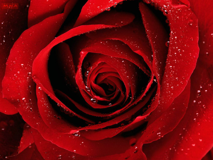 Red-Flowers-with-Dew-on-it - poze cu rosu