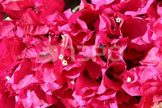 Flori-roz-mediteraneene.jpg_540 - poze cu roz