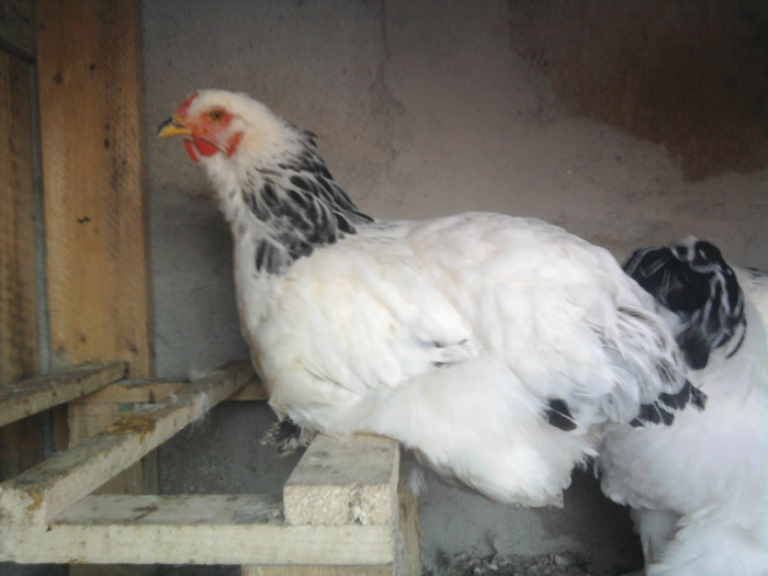 Brahma herminat deschis gaina 2