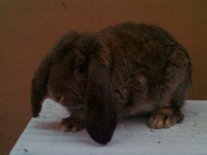 M - gri agouti - Berbec German - oct