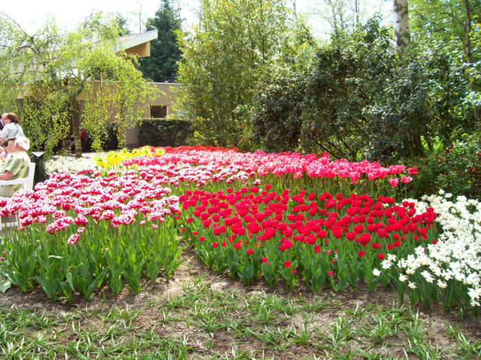 100_0383 - KEUKENHOF Olanda