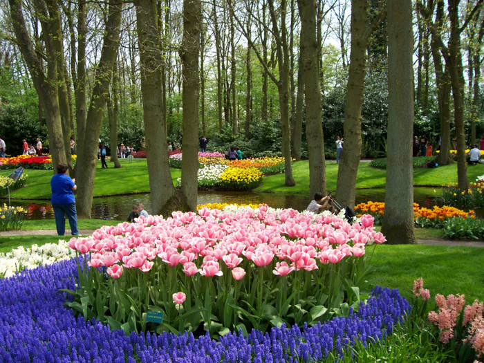 100_0413 - KEUKENHOF Olanda