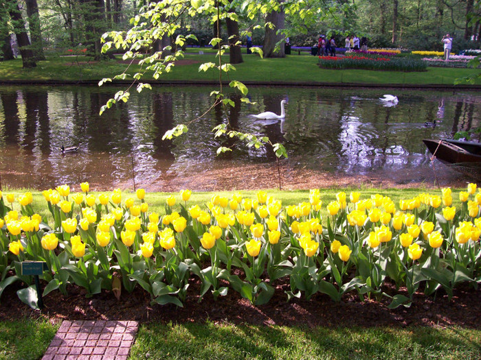 100_3267 - KEUKENHOF Olanda