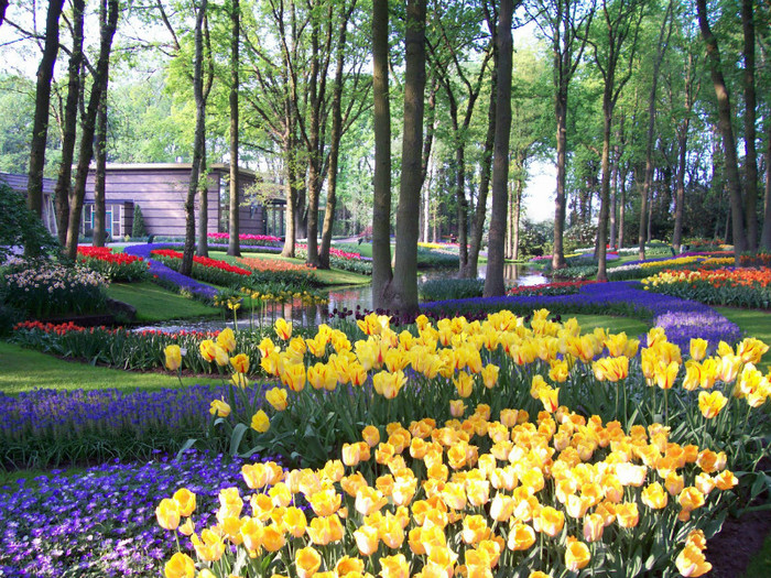 100_3272 - KEUKENHOF Olanda