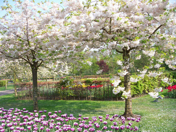 100_3254 - KEUKENHOF Olanda