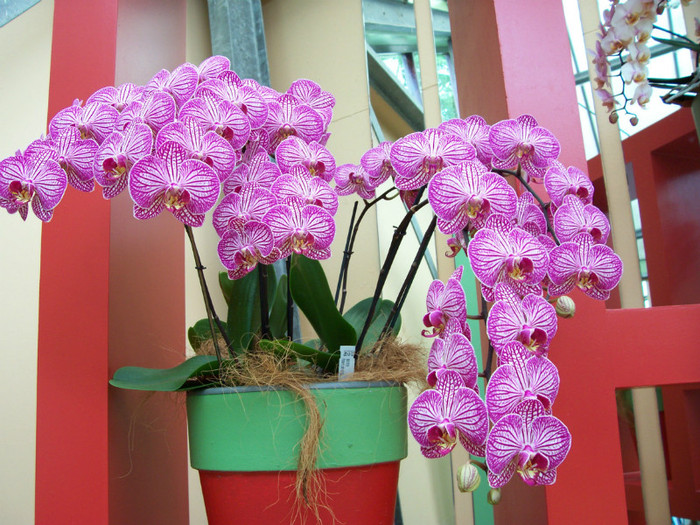100_3207 - orhidee din serele Keukenhof