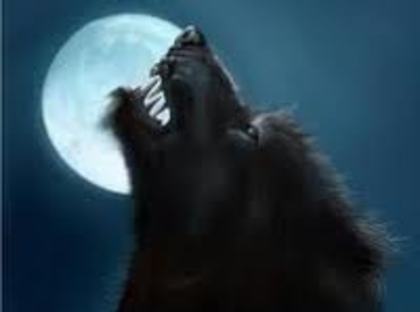 images (4); LUNA PLINA
