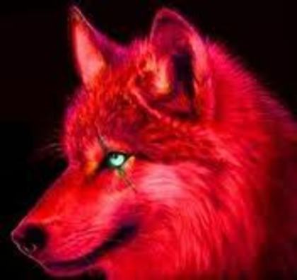 images (7); ROSUL SPAIMEI
