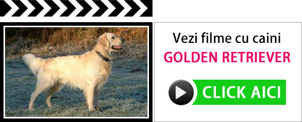 filme_video_caini_golden_retriever