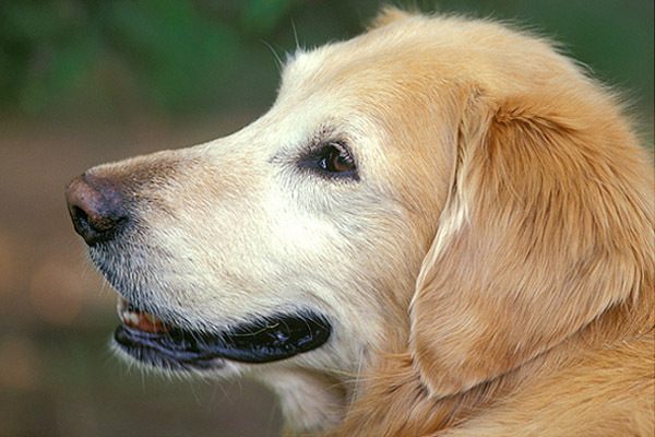 golden_retriever_007