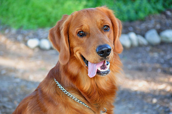 golden_retriever_010