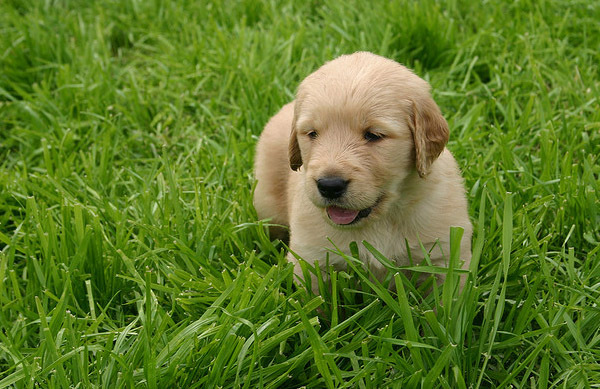 golden_retriever_011
