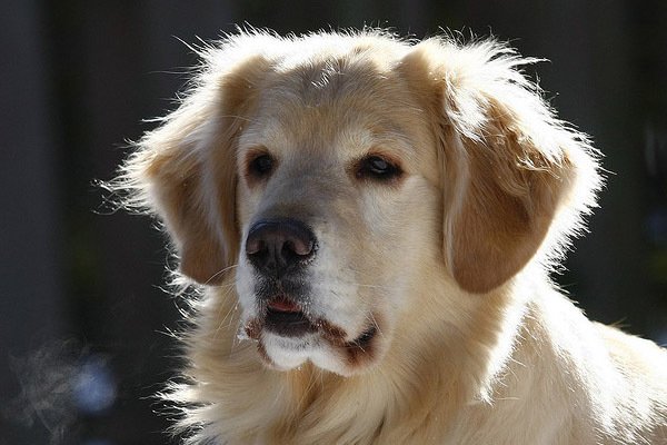 golden_retriever_015