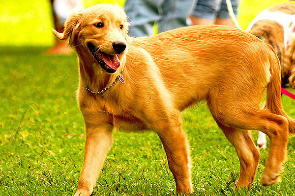 golden_retriever_020