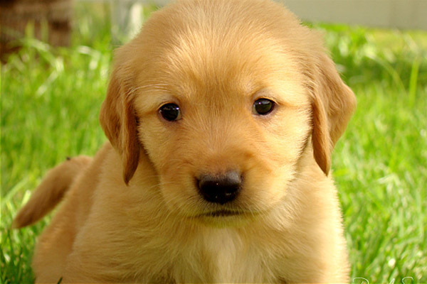 golden_retriever_030