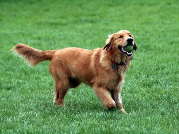 golden-retriever-09