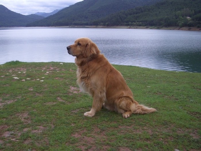 golden-retriever-081