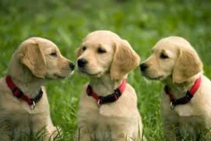 images (9) - Golden Retriever