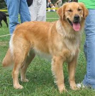 images (10) - Golden Retriever