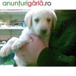 images (12) - Golden Retriever