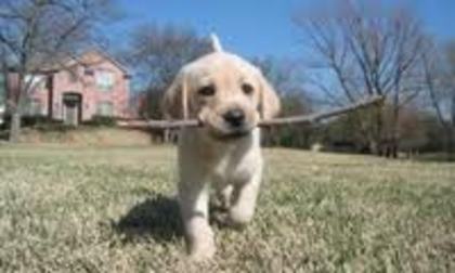images (13) - Golden Retriever