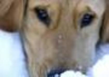 images (34) - Golden Retriever