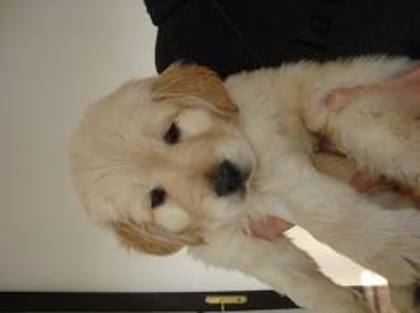 images (56) - Golden Retriever