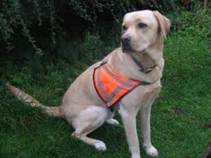 images (99) - Golden Retriever