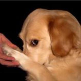 images (100) - Golden Retriever