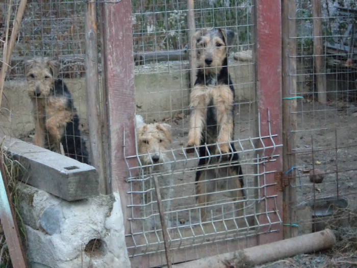 Foxterrier si pui