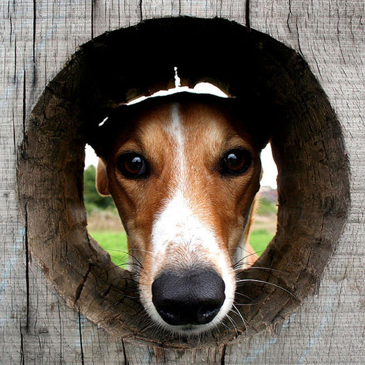 poze_haioase_cu_caini_20