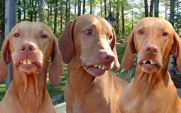 poze_haioase_cu_caini_21