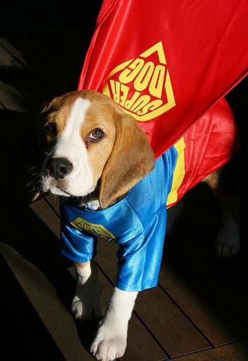 poze_haioase_cu_caini_22