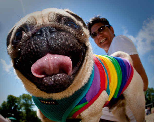 poze_haioase_cu_caini_26