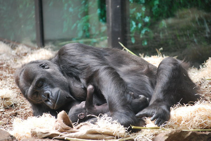 Poze Animale in Gradina Zoologica din Amsterdam Artis Zoo Olanda - poze animale