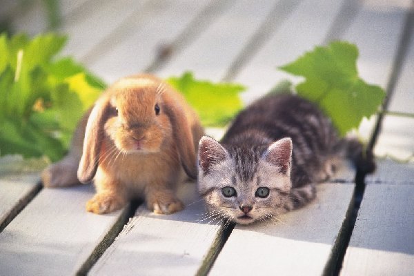 600_abd4445aee204ed10b168c84bd9d4b0e - poze animale