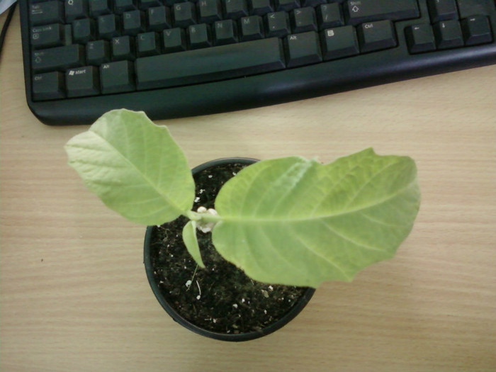Multumesc! - Plante