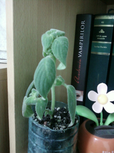 Multumesc! - Plante