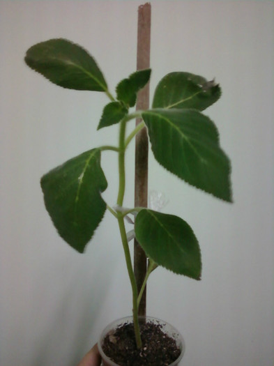 Multumesc! - Plante